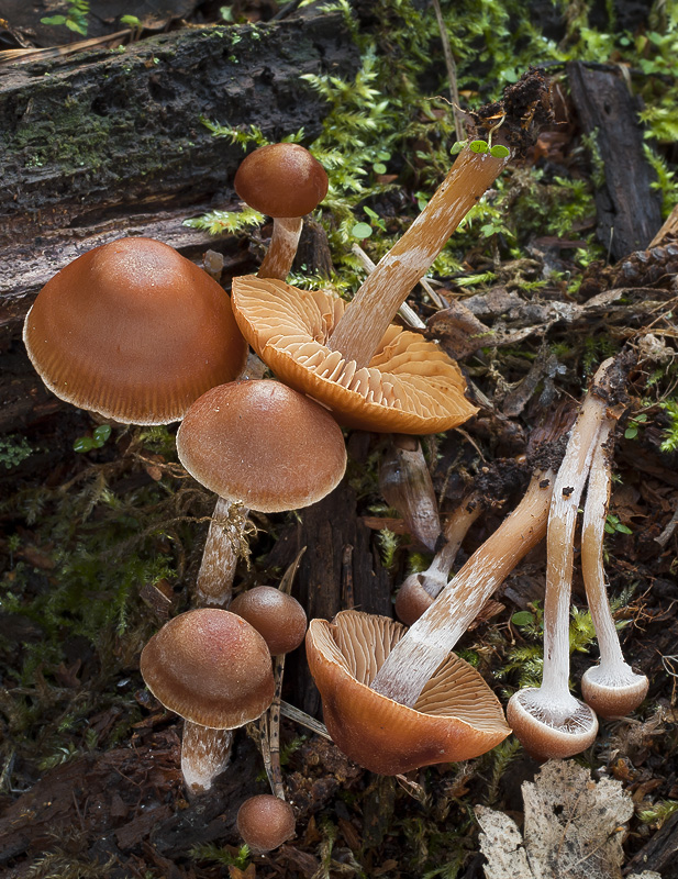 Cortinarius obtusus